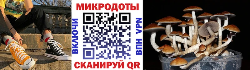 Псилоцибиновые грибы Psilocybe  где продают   Покровск 